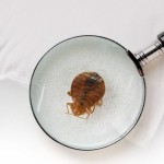 Bedbugs, a problem increasingly common.
